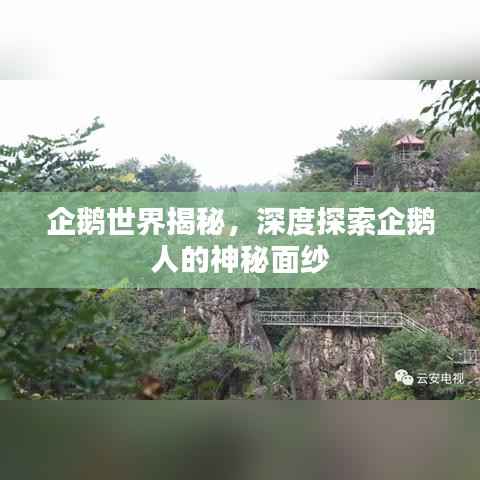 企鹅世界揭秘，深度探索企鹅人的神秘面纱