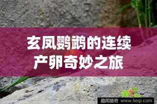 独出新裁 第2页