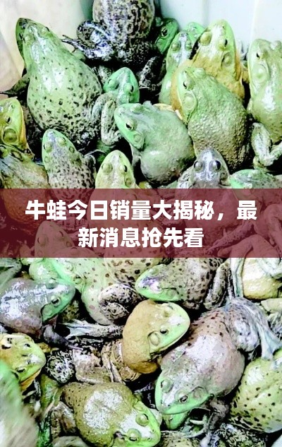 牛蛙今日销量大揭秘,最新消息抢先看