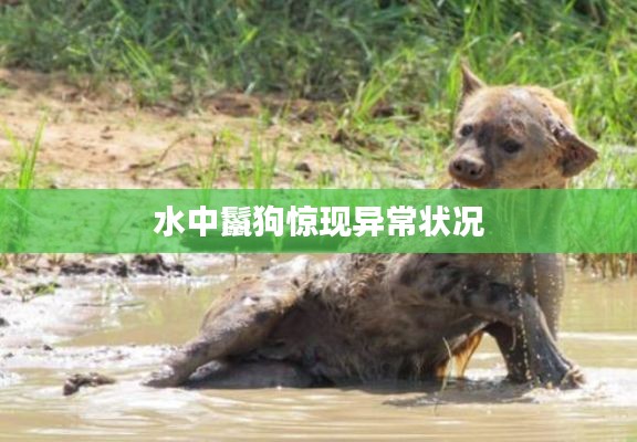 水中鬣狗惊现异常状况