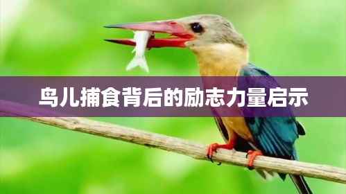 鸟儿捕食背后的励志力量启示